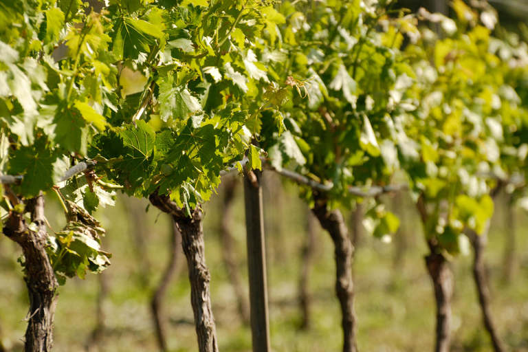 Georgia, discover the historic winery of village Mukhrani old mukhrani wine tasting