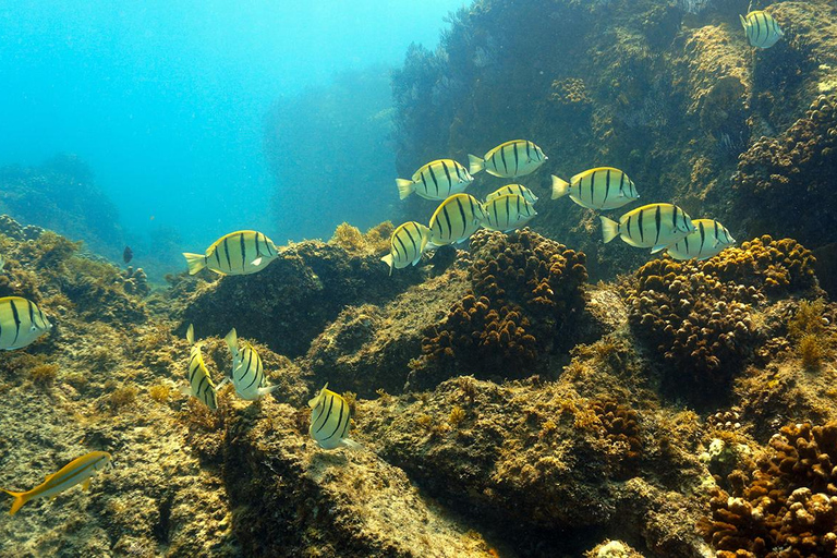 San Jose del Cabo Snorkeling Tour
