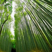 Escursione a Kobe a Kyoto: TUTTO COMPRESO