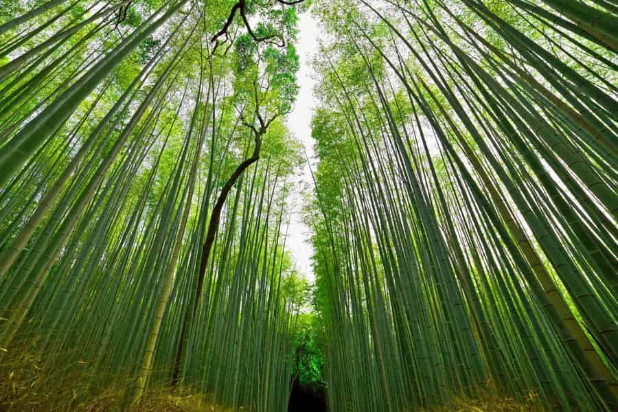 Private Tour vom Hafen Kobe nach Kyoto: alles inklusive. Foto: GetYourGuide Private Tour vom Hafen Kobe nach Kyoto: alles inklusive. Foto: GetYourGuide