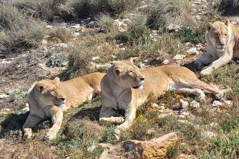 Cape Town: Cruise Passengers sunset Safari & Wine Tour