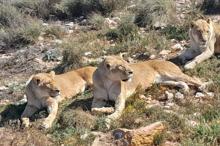 Cape Town: Cruise Passengers sunset Safari & Wine Tour