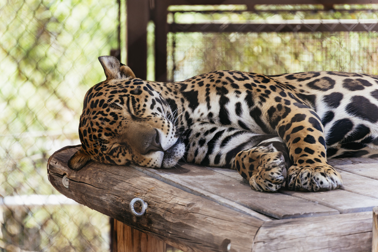 Phoenix Zoo: algemeen toegangsbewijs voor één dag