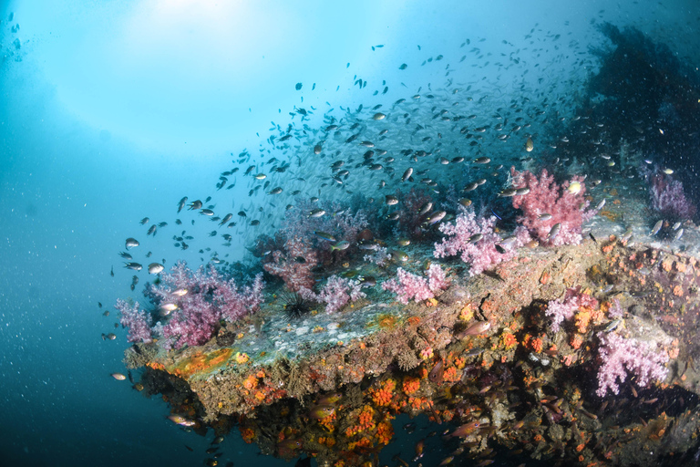 3 Fun Dives for Certified King Cruiser wreck and Koh Dok Mai