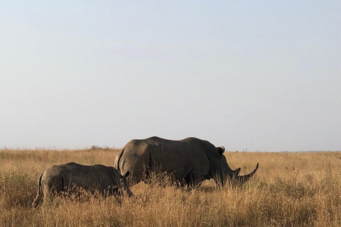 Nairobi Nationalpark, Baby Elefant und Giraffe Center Tour