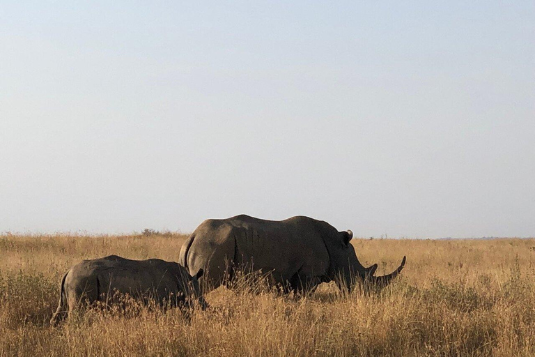 Nairobi National Park, rondleiding door het babyolifant- en giraffencentrum