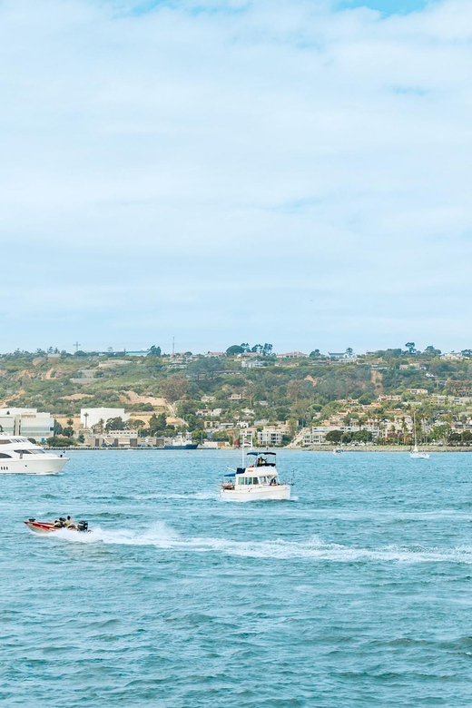 San Diego: Whale And Dolphin Watching Cruise | GetYourGuide