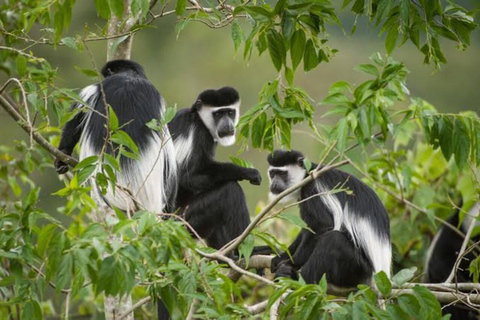 From Entebbe: 8-Day Luxury Safari with Gorilla Trekking