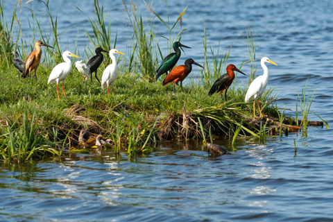 Kampala: 4-Day Western Uganda Safari with Meals