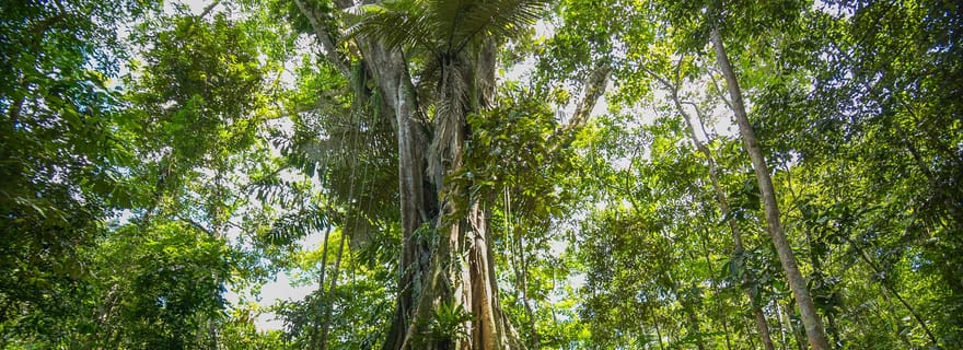Depuis Iquitos : excursion d'une journée dans la réserve nationale Pacaya Samiria