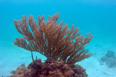 From Caye Caulker: Marine Reserve 3.5-Hour Snorkeling Tour