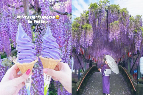 Tokyo : Hitachi Coastal Park & Adachi Wisteria Lighting Tour
