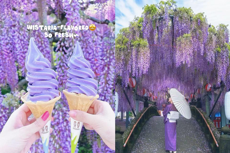 Tokyo : Hitachi Coastal Park & Adachi Wisteria Lighting Tour