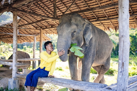 Phuket : Visite à pied du parc des éléphants de Bukit et nourrissage