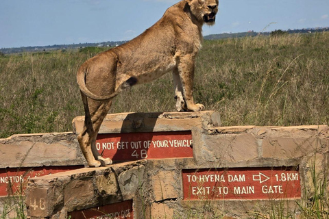 Parque Nacional de Nairobi Privado: Excursão de meio dia com safáriParque Nacional de Nairobi: Tour particular em van com teto aberto