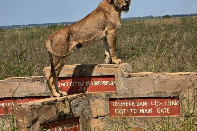 Parque Nacional de Nairobi Privado: Excursão de meio dia com safáriParque Nacional de Nairobi: Tour particular em van com teto aberto
