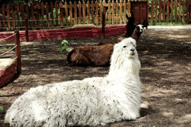 Quito: Zoo Tour with Transportation and Admission or Ticket
