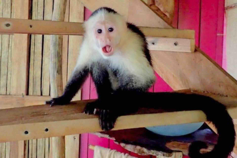 Bocas del Toro : tour en bateau de l&#039;île aux singes et de Cayo Coral