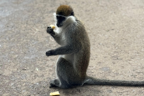 Addis Abeba: Bale-Gebirge &amp; Sof Omar-Höhle 4-tägige TourAddis Abeba: 4-tägige Tour zu den Bale Mountains und der Sof Omar-Höhle