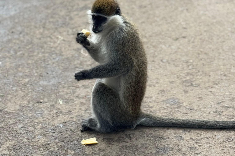 Addis Abeba: Bale-Gebirge &amp; Sof Omar-Höhle 4-tägige TourAddis Abeba: 4-tägige Tour zu den Bale Mountains und der Sof Omar-Höhle
