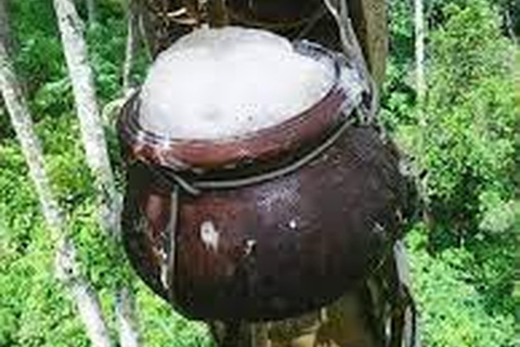 Depuis Ella : Expérience du Toddy (Kithul Raa) dans le village d&#039;Ella