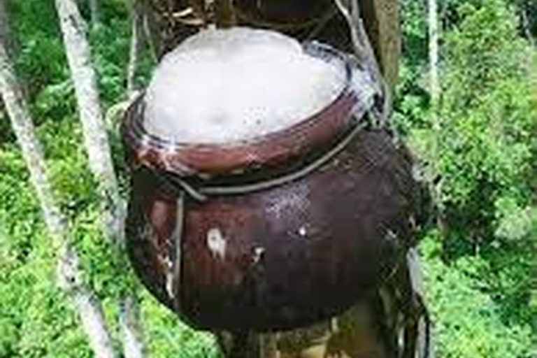 Aus Ella: Toddy (Kithul Raa) Erfahrung in Ella&#039;s Village