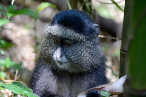 Viagem de 11 dias para fazeres uma caminhada com chimpanzés, seguires os gorilas e veres a vida selvagem