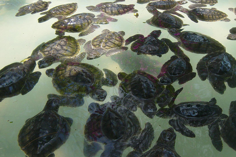 Gili island: 3 island tour with statue and turtle sanctuary sharing tour 9;30