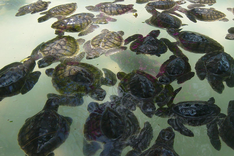 Gili island: 3 island tour with statue and turtle sanctuary sharing tour 9;30