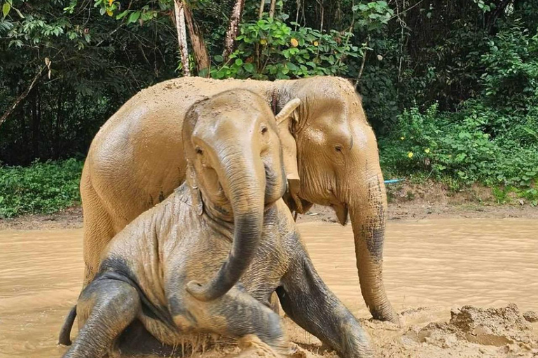 From Khao Lak: Bamboo Rafting & Jungle Trekking in Khao Sok Bamboo Rafting and Ethical Elephant Experience