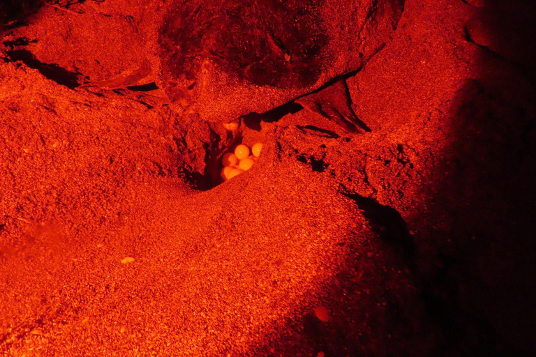 Sal Island: Night Turtle Watching Experience