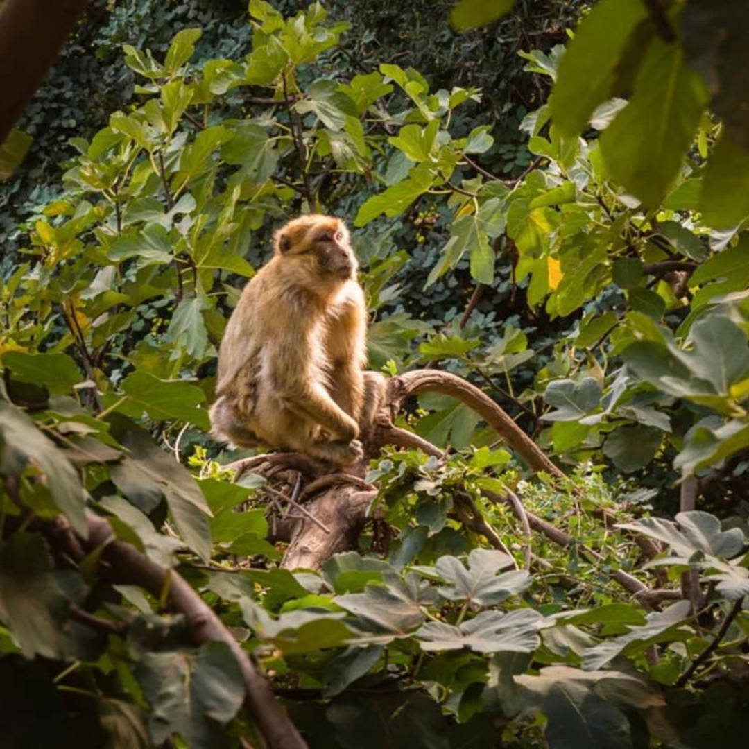 Excursion d'une journée à Ozoud au départ de Marrakech