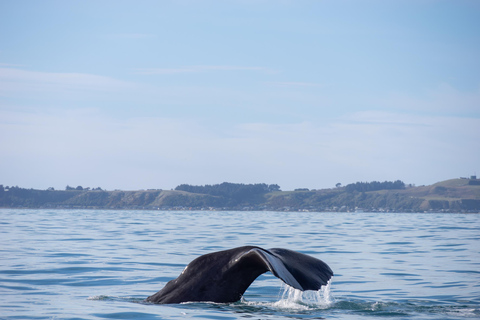Kaikoura: Whale Watching Cruise 12:45 PM Departure