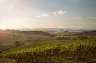 Chianti Classico und Super Tuscan Wein Tour