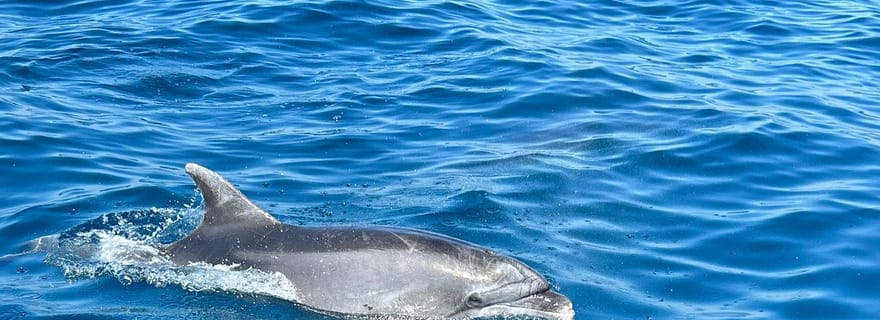 Vrsar : visite privée en hors-bord avec observation des dauphins