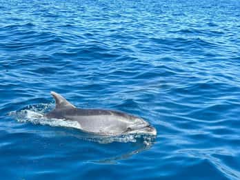 Vrsar : visite privée en hors-bord avec observation des dauphins