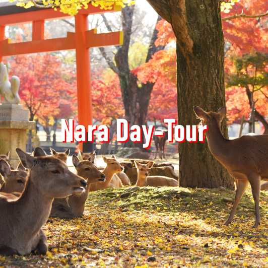 从大阪出发：奈良 10 小时私人定制游