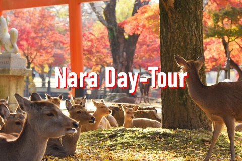 Au départ d'Osaka : 10 heures d'excursion privée personnalisée à NaraVisite privée personnalisée de 10 heures à Nara avec chauffeur uniquement