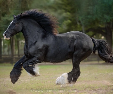 Ocala: Gypsy Gold Horse Farm Horses & History Tour
