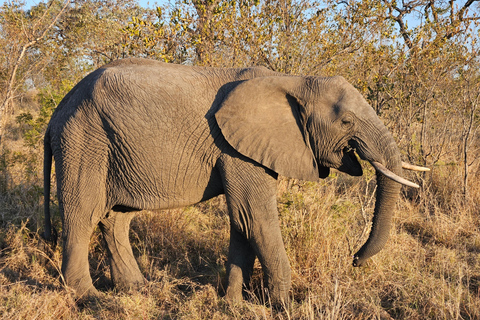 Visite privée : Parc national du Pilansberg Big 5