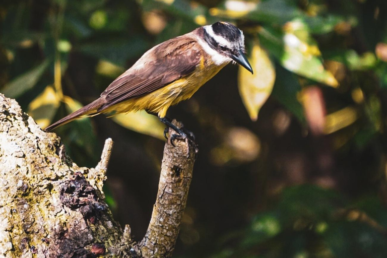 Half-Day Birdwatching in Buenos Aires