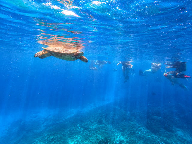 Oahu : plongée en apnée à Turtle Canyon, Waikiki (en petit groupe)