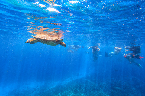 Oahu: Waikiki Turtle Canyon Snorkeling Tour (Small group) Waikiki: Sea Turtle Snorkeling Boat Tour (6 People Max)