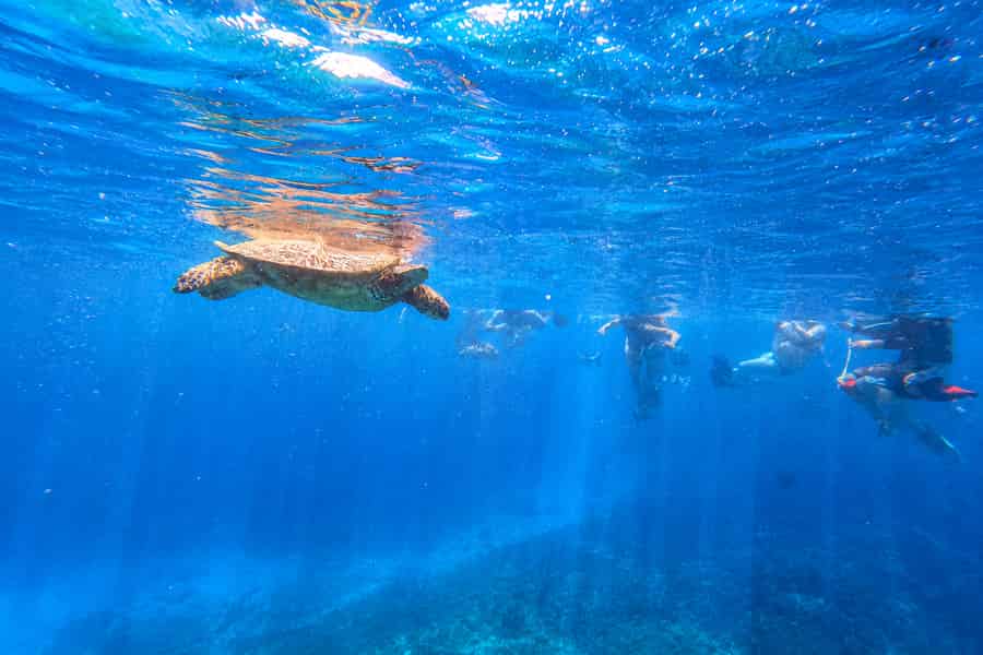 Oahu: Schnorcheltour im Turtle Canyon in Waikiki (Kleingruppe). Foto: GetYourGuide