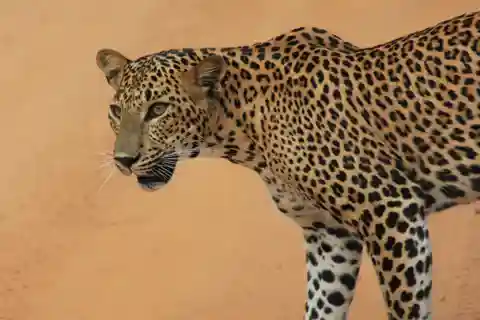 YALA National Park (7 - hours) Wildlife Safari Tour