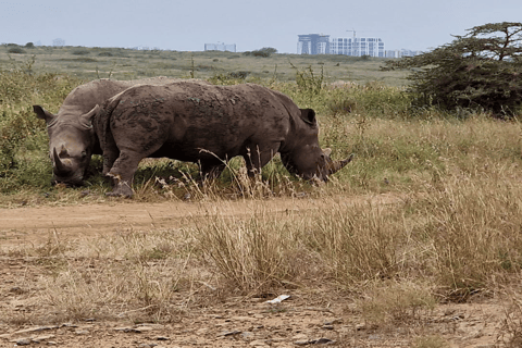 Parco Nazionale di Nairobi Game Drive