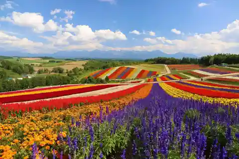 From Sapporo: Biei, Furano or Asahikawa Private Day Tour