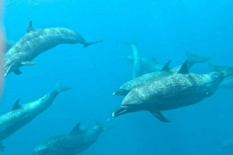 Panama City: Whale Watching Tour with Island Stop
