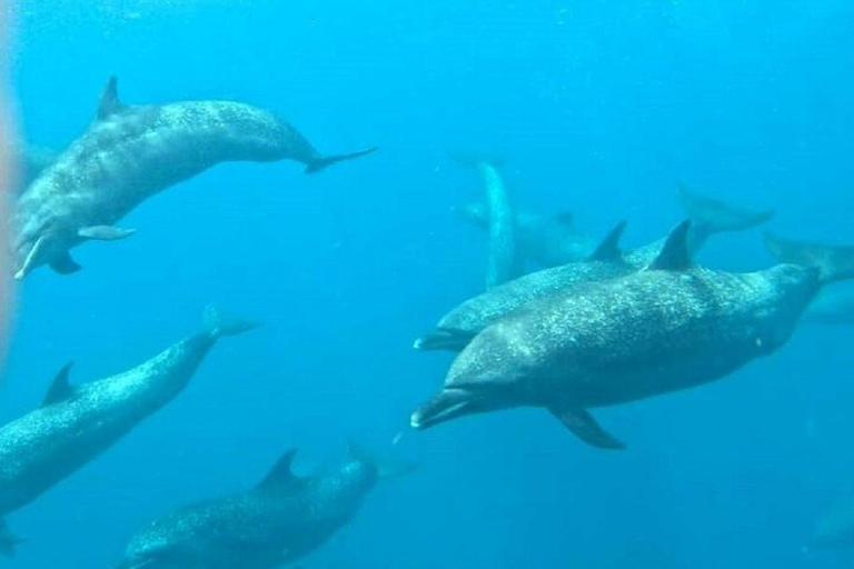 Panama City: Whale Watching Tour with Island Stop