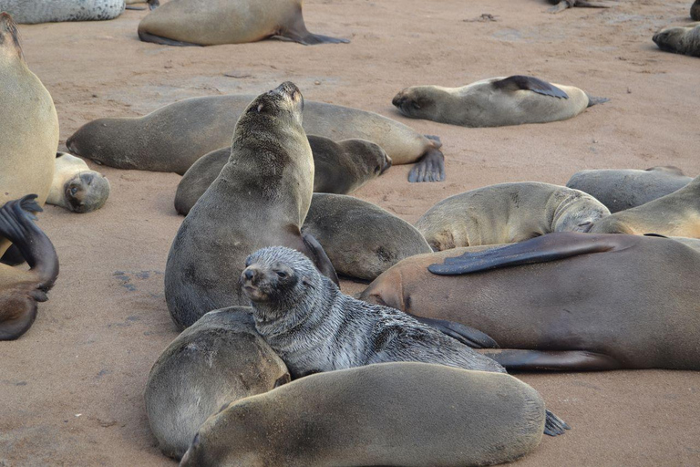 Côte des squelettes : visite guidée de Cape Cross et Henties BayCôte des squelettes : Cape Cross et Henties Bay - Visite guidée